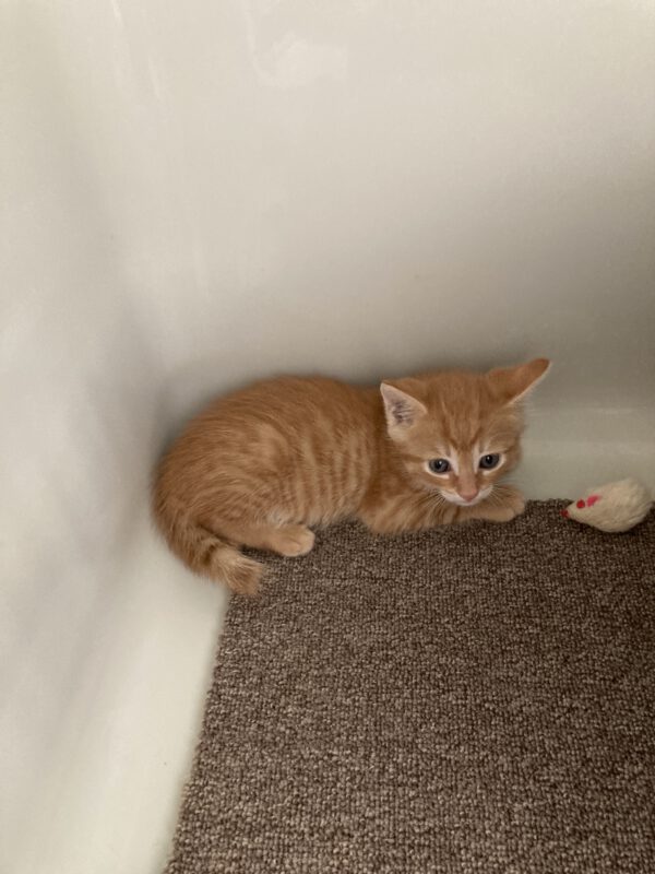 Katzenkind Otto