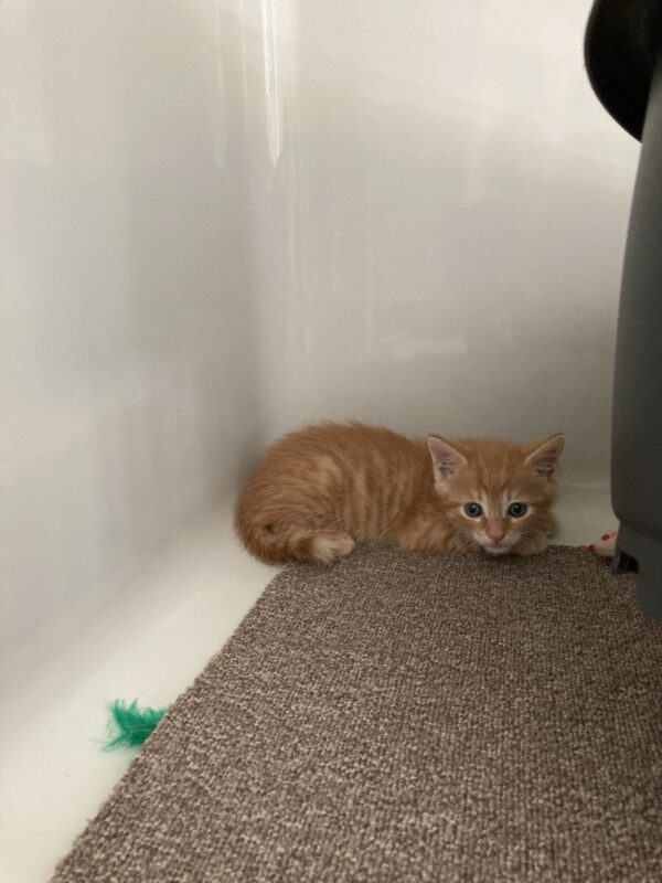 Katzenkind Otto – Bild 2