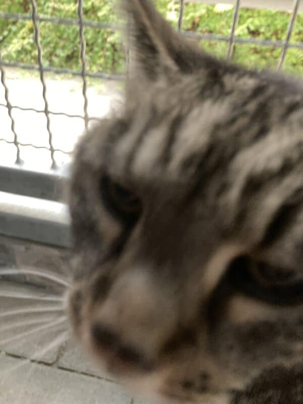 Mimmi – Bild 4