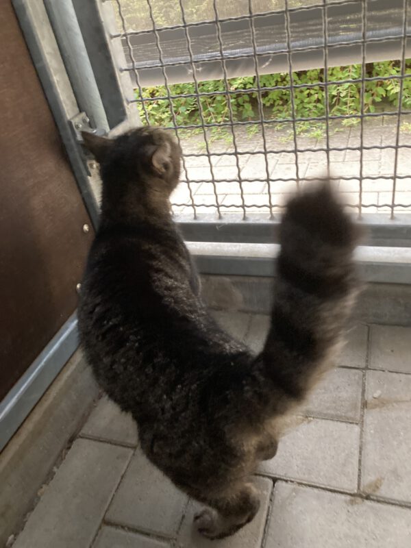Mimmi – Bild 5