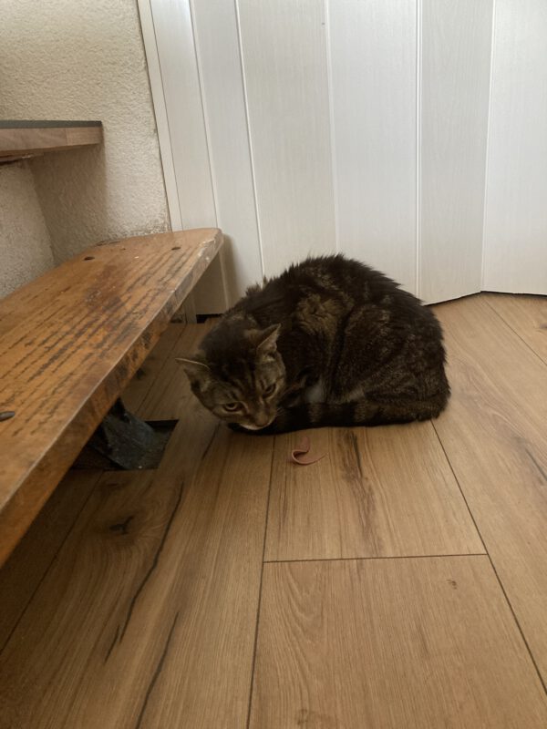 Lilly – Bild 3