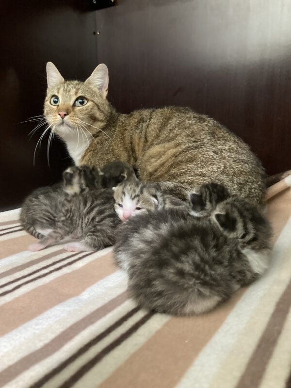 Katzenmama Jana mit ihren 5 Kitten geb. ca 11.08.25 – Bild 4