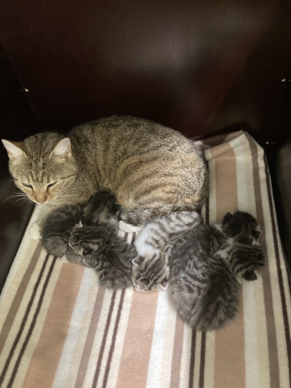 Katzenmama Jana mit ihren 5 Kitten geb. ca 11.08.25 – Bild 2