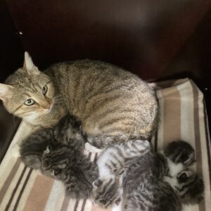 Katzenmama Jana mit ihren 5 Kitten geb. ca 11.08.25