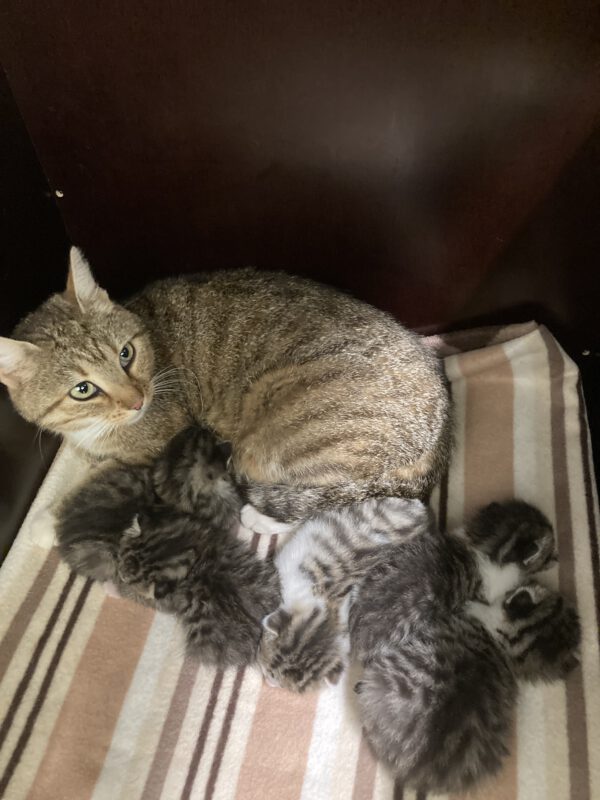 Katzenmama Jana mit ihren 5 Kitten geb. ca 11.08.25