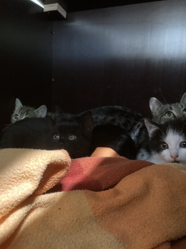 Katzenmama Ina und ihre 4 Kitten – Bild 3