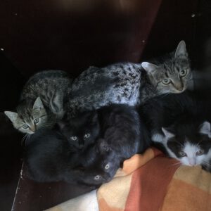 Katzenmama Ina und ihre 4 Kitten