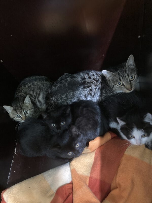 Katzenmama Ina und ihre 4 Kitten