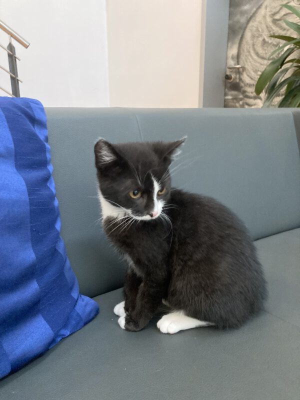 Tommy – Bild 3