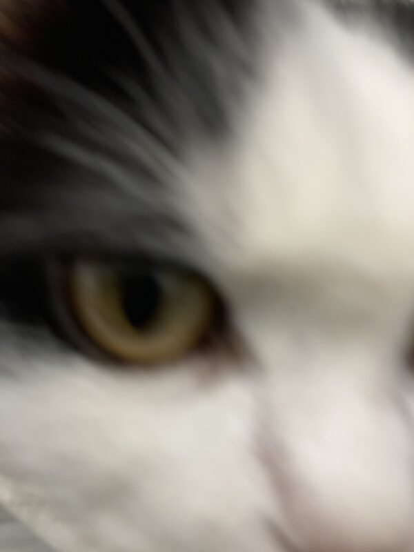 Fee – Bild 2