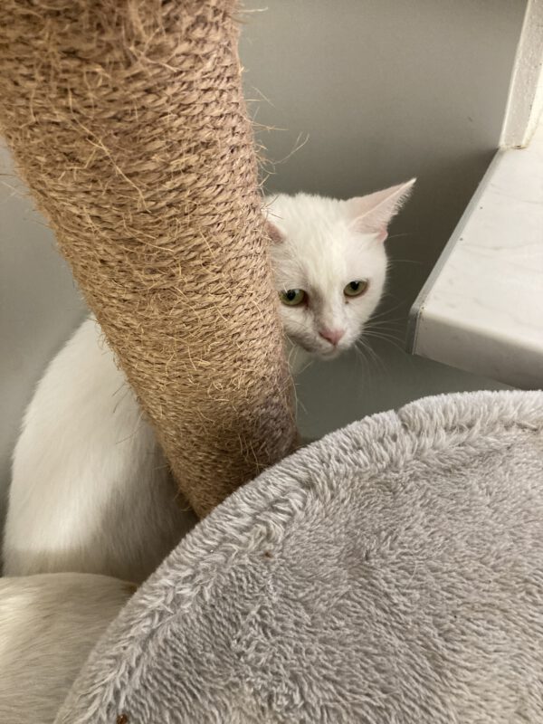 Kitty – Bild 4