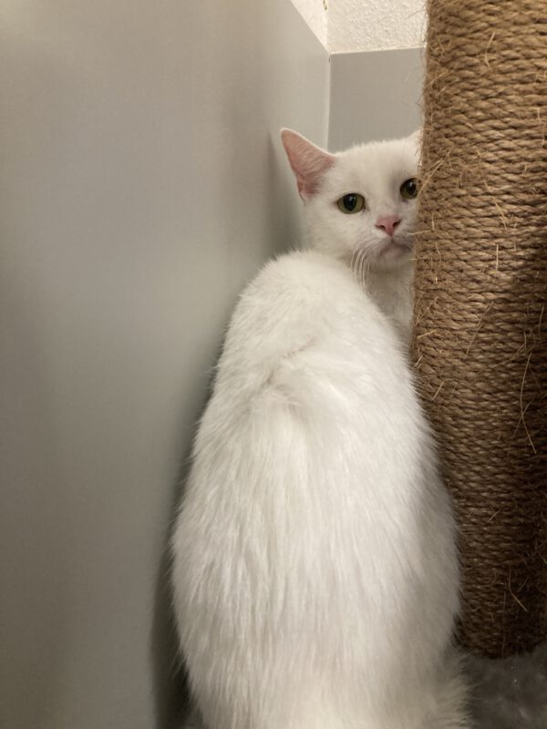 Kitty – Bild 3