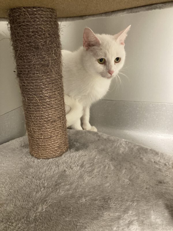 Kitty – Bild 2