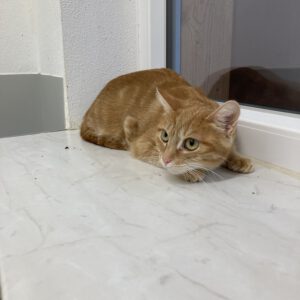 Odette