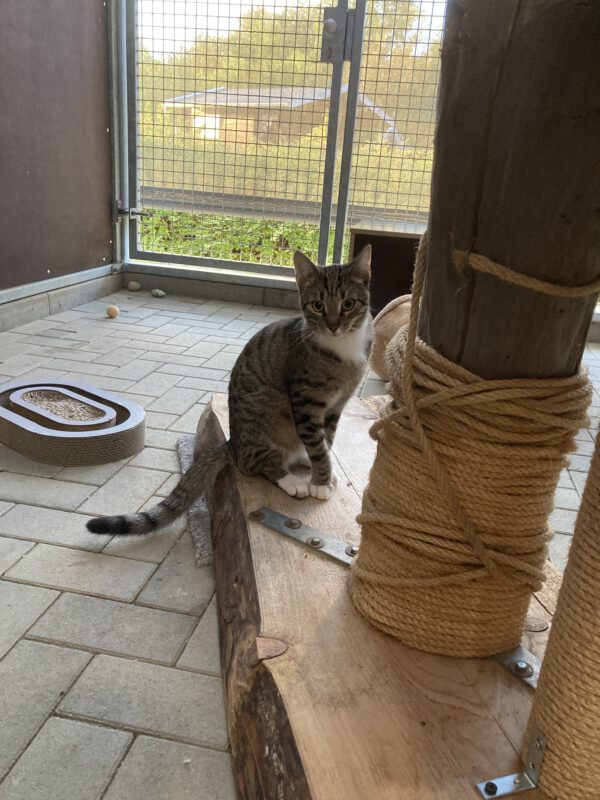 Winston – Bild 2