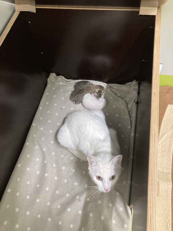 Katzenmama Mirjam und ihre 3 Kitten ( geboren am 09.10.2025 ) – Bild 8