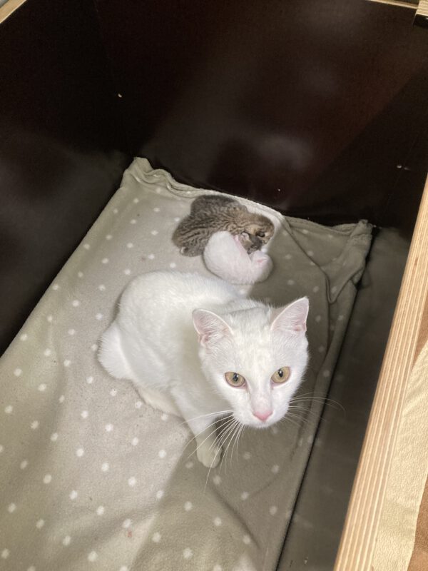 Katzenmama Mirjam und ihre 3 Kitten ( geboren am 09.10.2025 ) – Bild 7