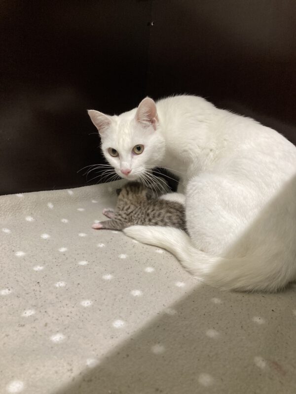 Katzenmama Mirjam und ihre 3 Kitten ( geboren am 09.10.2025 ) – Bild 6