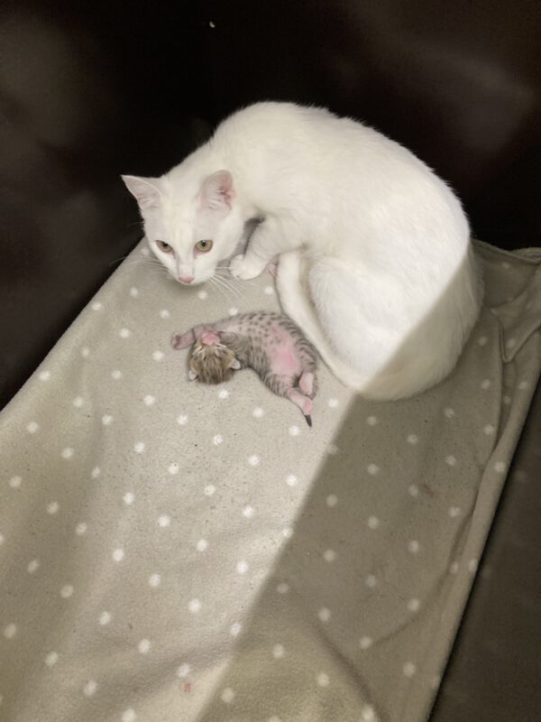 Katzenmama Mirjam und ihre 3 Kitten ( geboren am 09.10.2025 ) – Bild 5