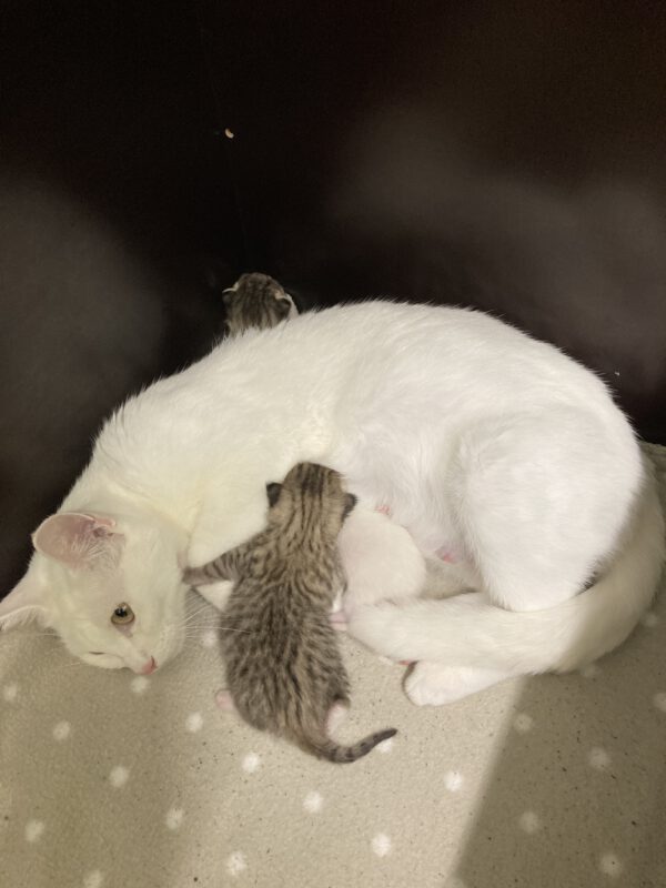 Katzenmama Mirjam und ihre 3 Kitten ( geboren am 09.10.2025 ) – Bild 3