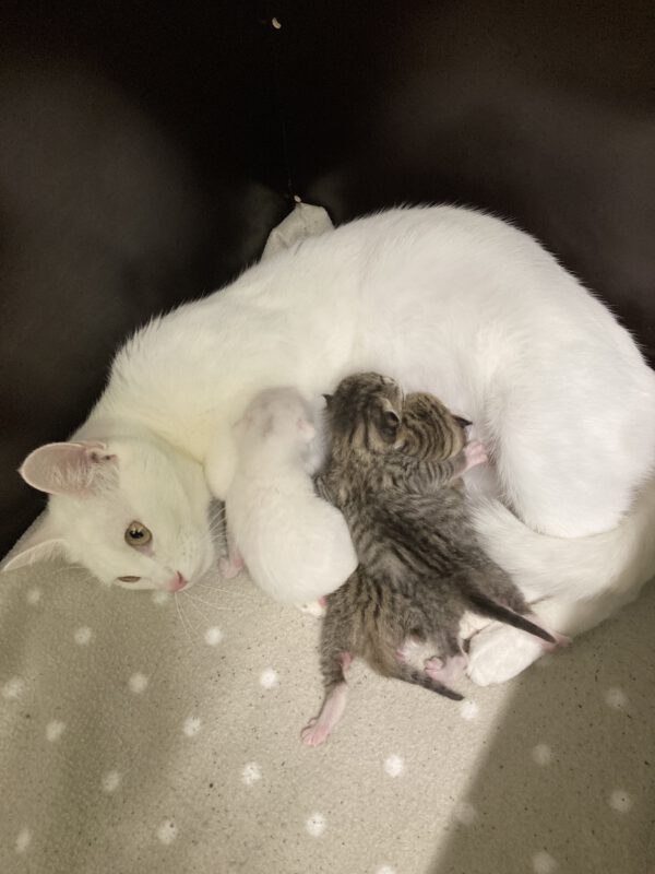 Katzenmama Mirjam und ihre 3 Kitten ( geboren am 09.10.2025 ) – Bild 2