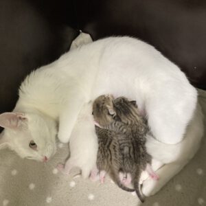 Katzenmama Mirjam und ihre 3 Kitten ( geboren am 09.10.2025 )