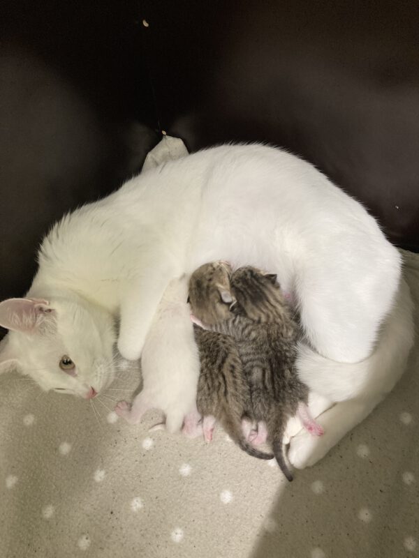 Katzenmama Mirjam und ihre 3 Kitten ( geboren am 09.10.2025 )