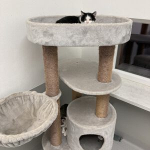 5 junge ängstliche Katzen
