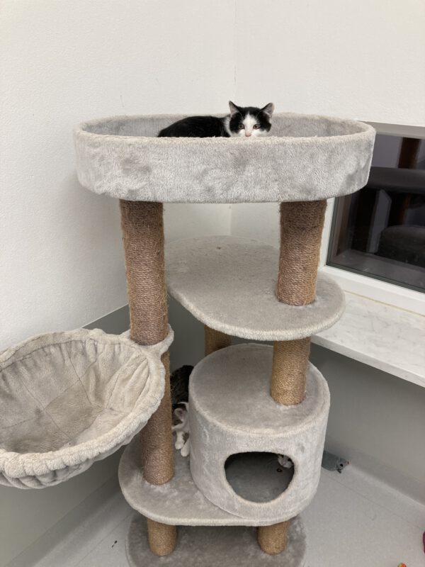 5 junge ängstliche Katzen