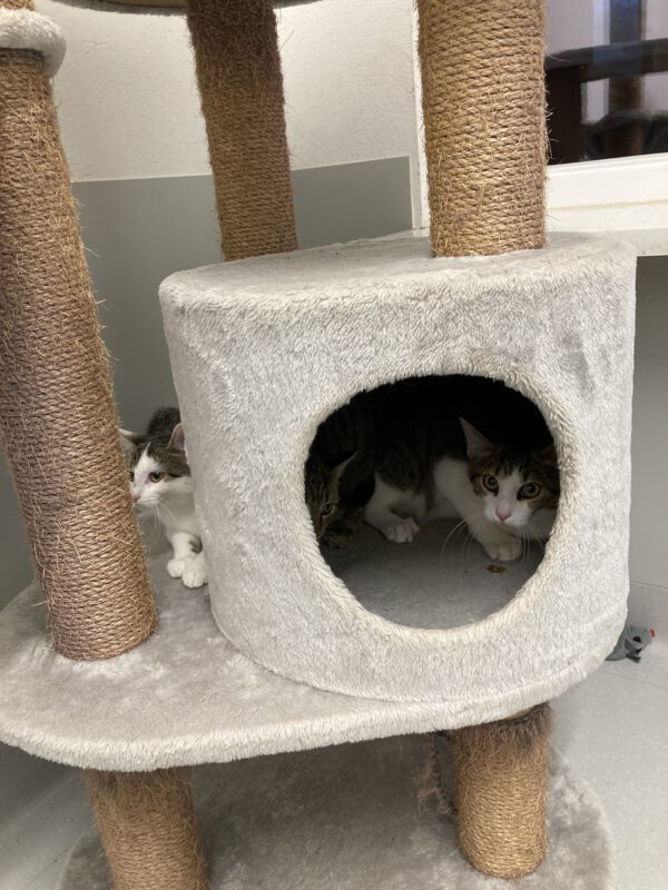 5 junge ängstliche Katzen – Bild 2