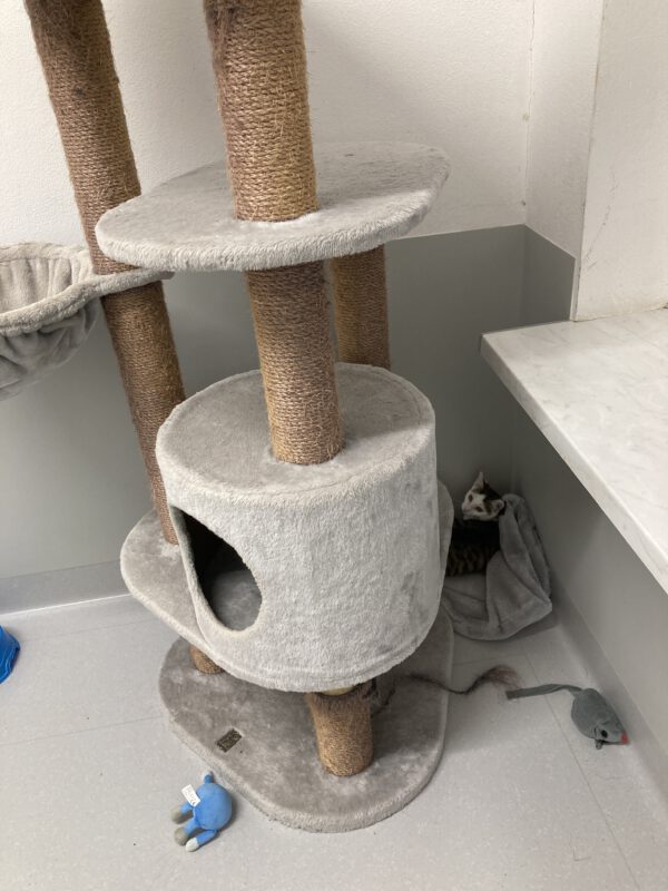 5 junge ängstliche Katzen – Bild 3