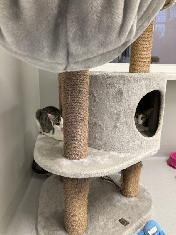 5 junge ängstliche Katzen – Bild 6