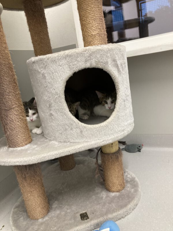 5 junge ängstliche Katzen – Bild 5