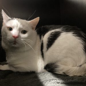 Bubi ( ein stattlicher Kater )