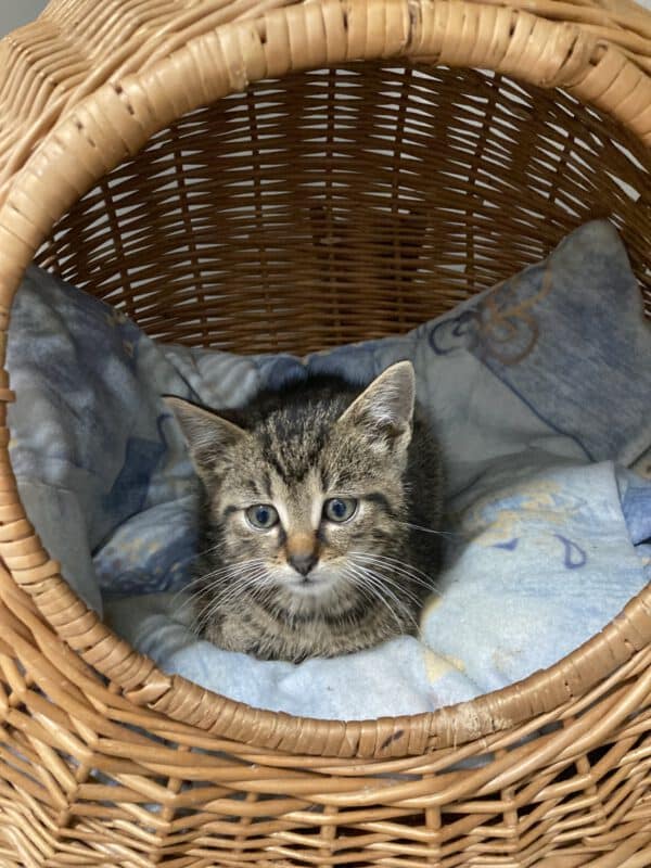 Katzenkinder Tom und Jerry – Bild 7