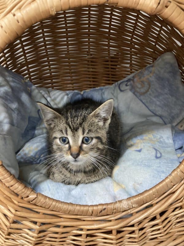 Katzenkinder Tom und Jerry – Bild 6