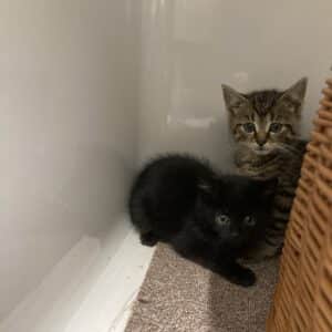 Katzenkinder Tom und Jerry