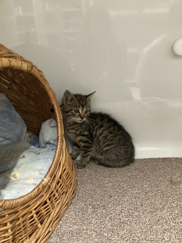 Katzenkinder Tom und Jerry – Bild 5