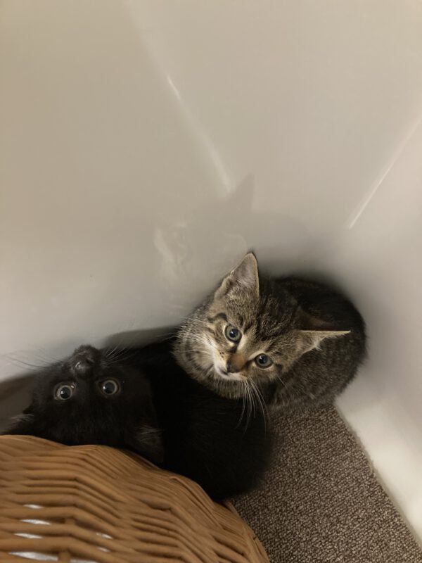 Katzenkinder Tom und Jerry – Bild 4