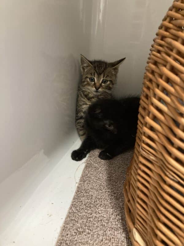 Katzenkinder Tom und Jerry – Bild 3