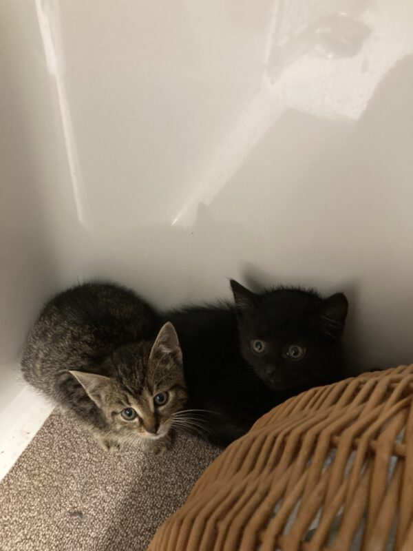 Katzenkinder Tom und Jerry – Bild 2
