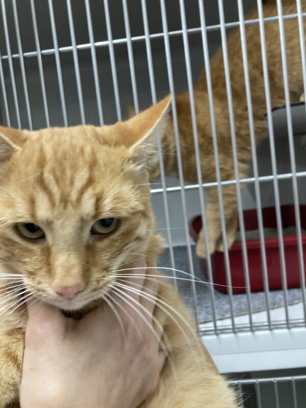 Garfield der Wirbelwind – Bild 5