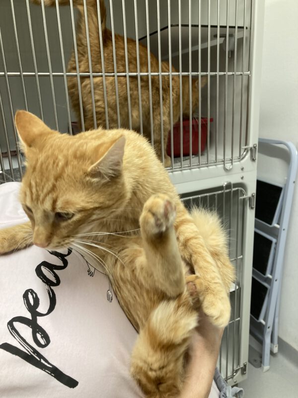 Garfield der Wirbelwind – Bild 4