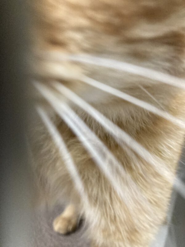 Garfield der Wirbelwind – Bild 3