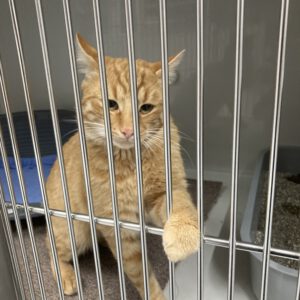 Garfield der Wirbelwind