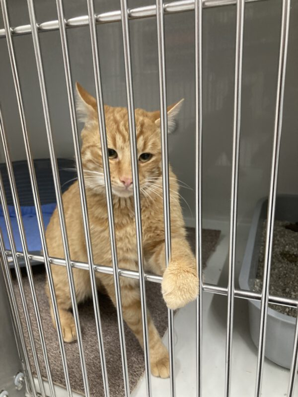 Garfield der Wirbelwind