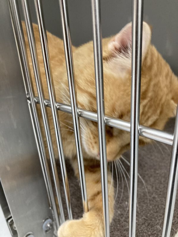 Garfield der Wirbelwind – Bild 2