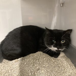 Unser stattlicher Kater Kilian