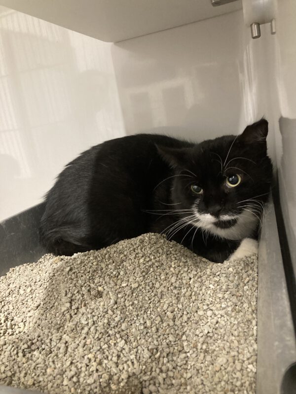 Unser stattlicher Kater Kilian – Bild 2