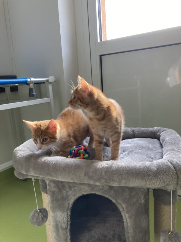 Die Beiden quirligen Katzenkinder Pacita und Padma – Bild 9